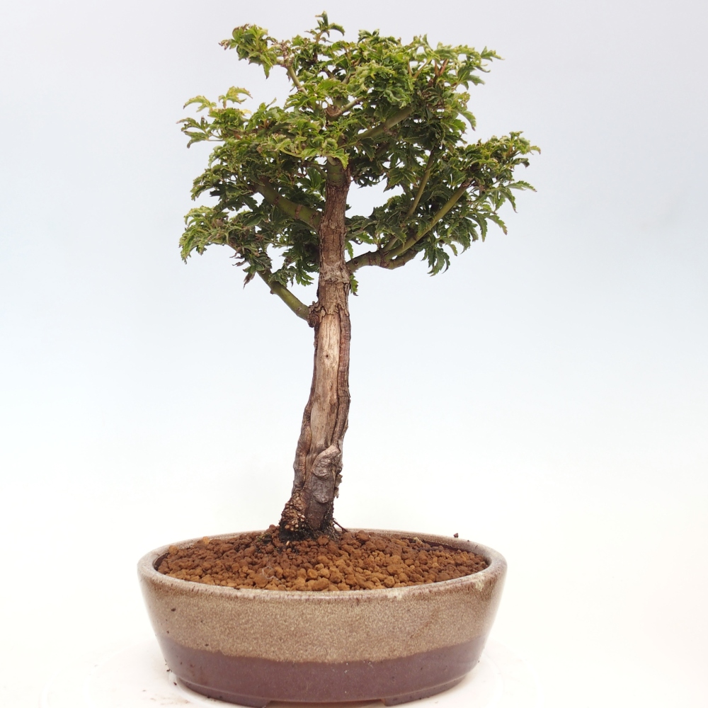 Outdoor bonsai - Acer palmatum Shishigashira maple