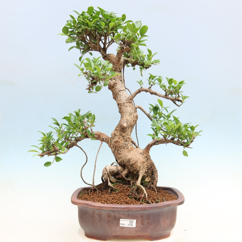 Room bonsai - Ficus kimmen - small-leaved ficus
