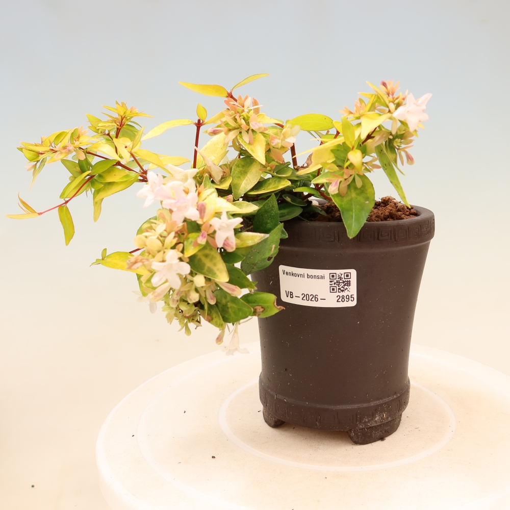 Outdoor Bonsai - Abelia 'Kleidoscope' - Large-flowered Abelia