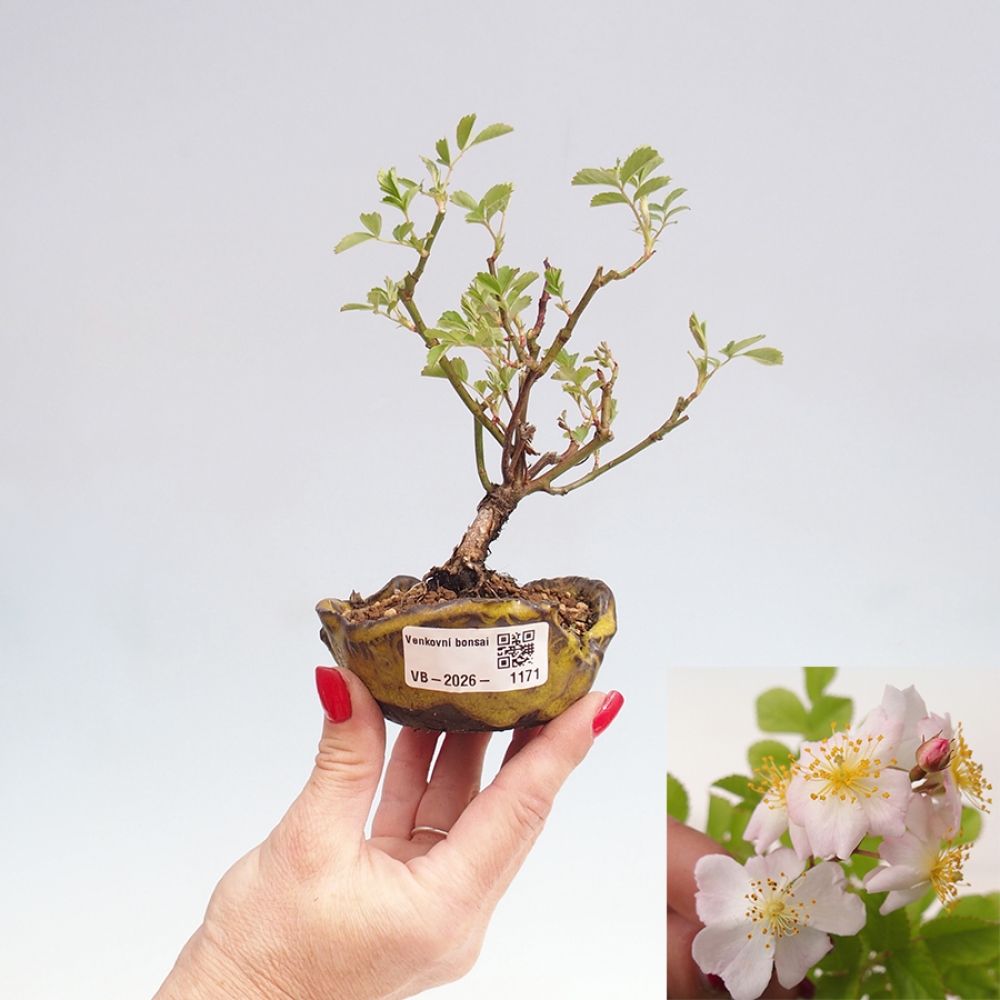 Outdoor bonsai - Rosa sp. - small-flowered rose