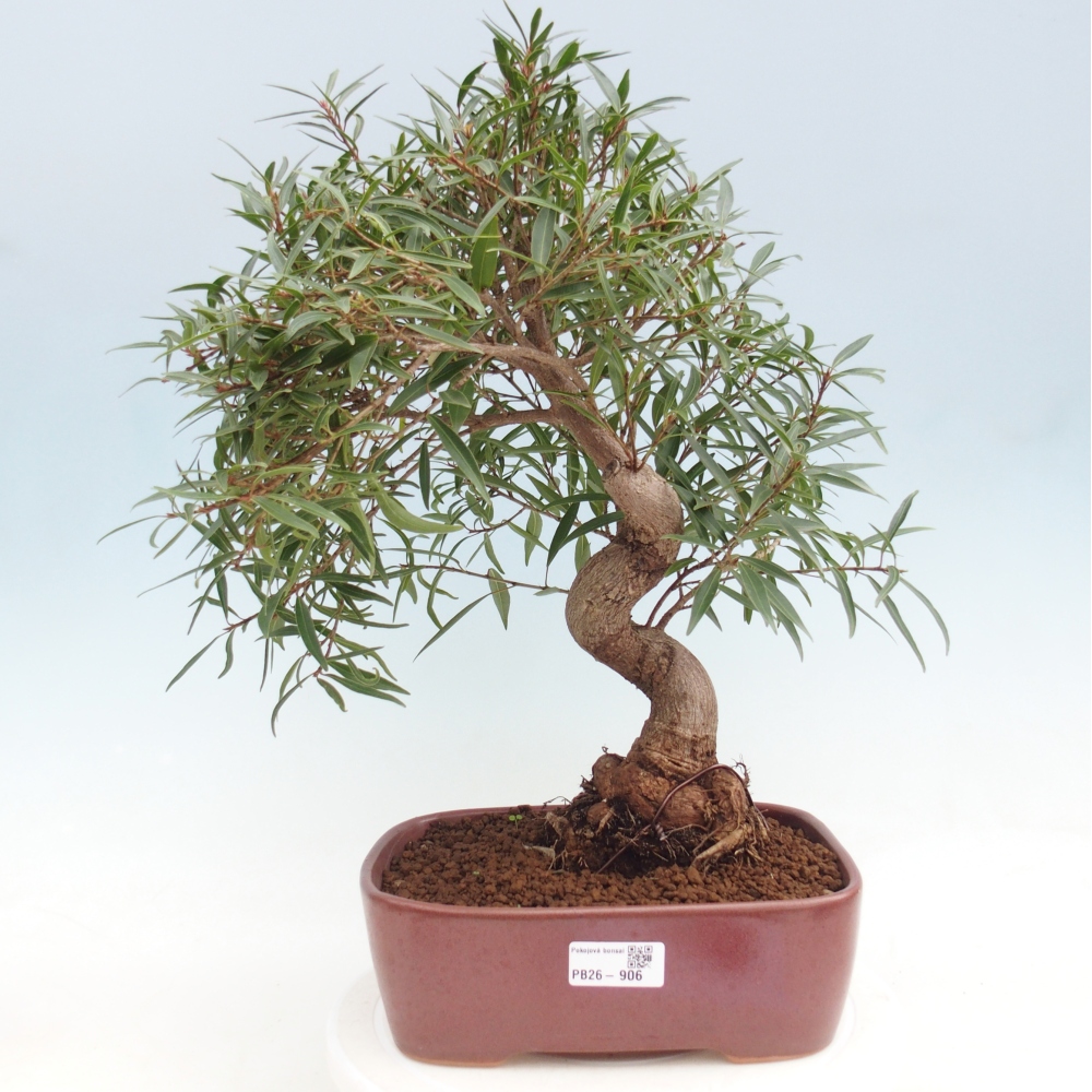 Room bonsai - Ficus nerifolia - small-leaved ficus