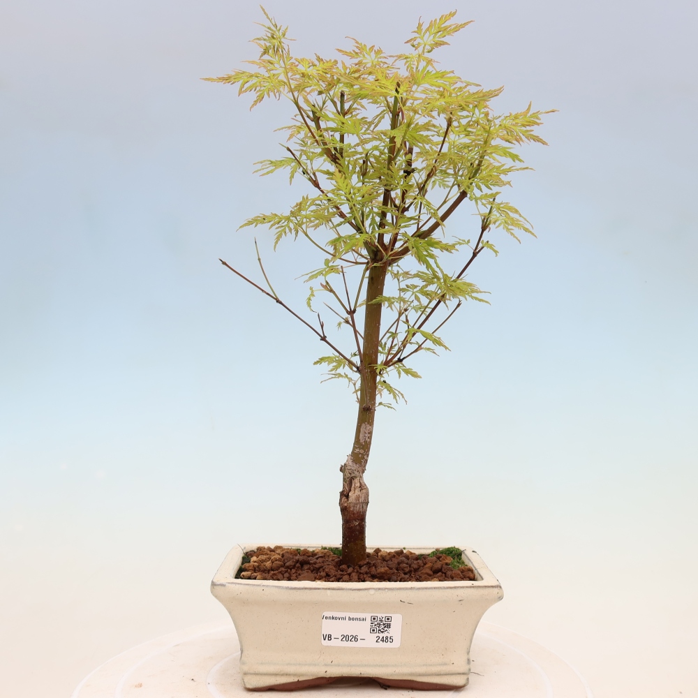 Outdoor bonsai - Acer palmatum Dissectum - Japanese Maple 
