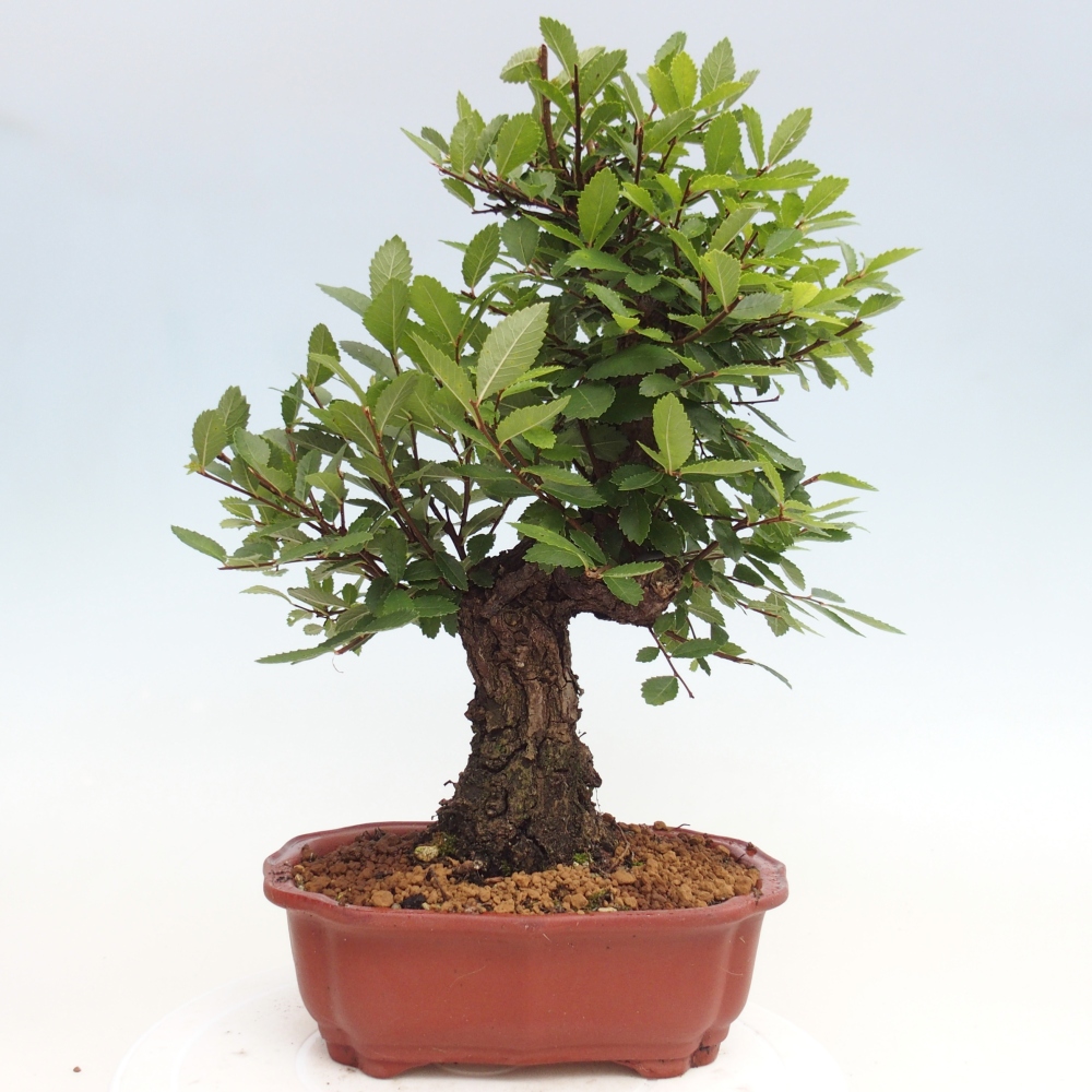 Outdoor bonsai - Zelkova - Zelkova NIRE