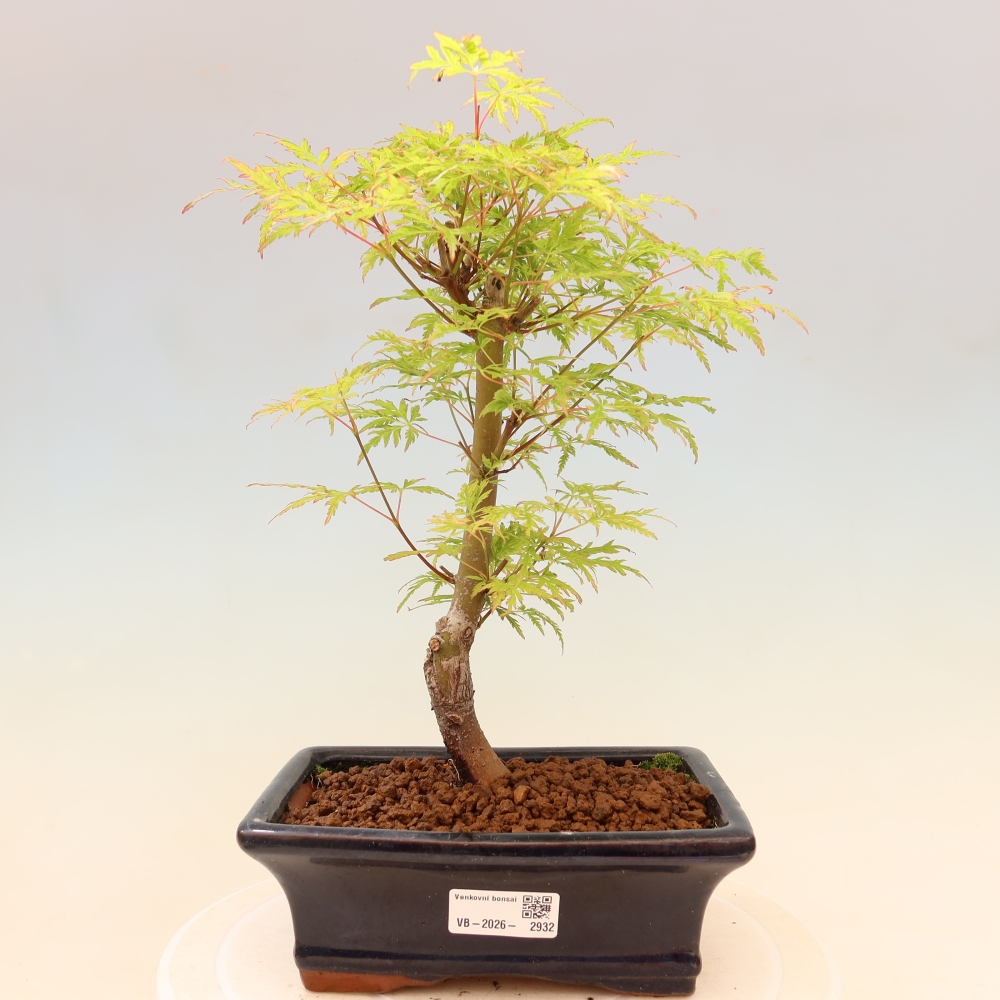 Outdoor Bonsai - Acer palmatum Dissectum - Japanese Maple 