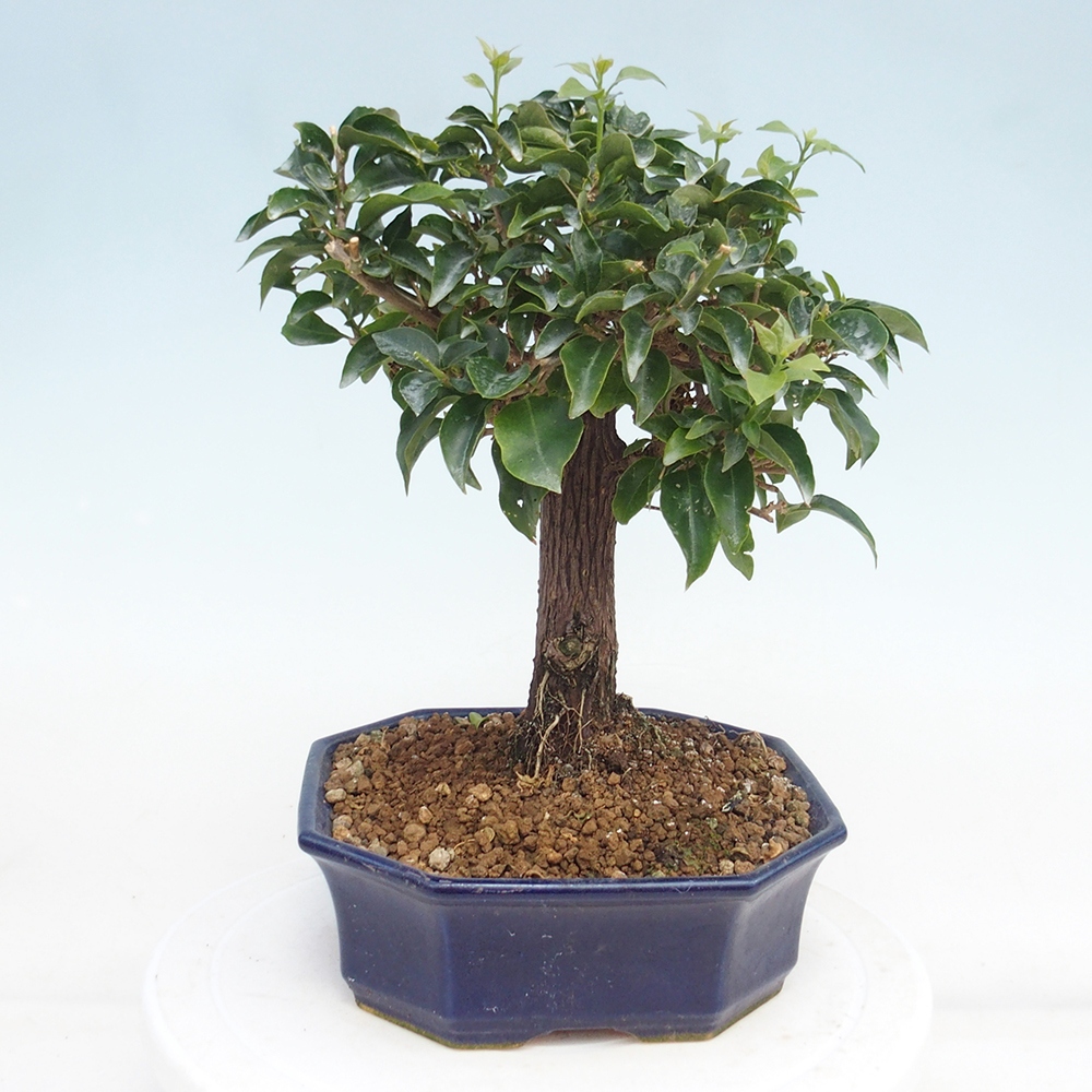 Room bonsai - Bouganwilea