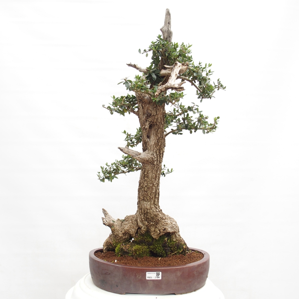 Indoor bonsai - Olea europaea sylvestris - European small-leaved olive oil