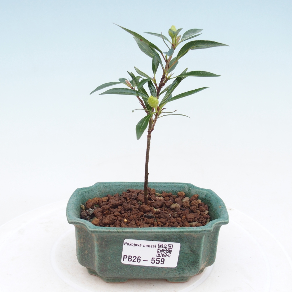 Room bonsai - Ficus nerifolia - small-leaved ficus