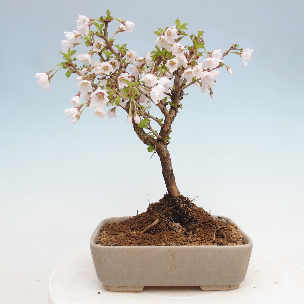 Outdoor bonsai - Prunus incisa Kojou-no mai-Plivon cut out