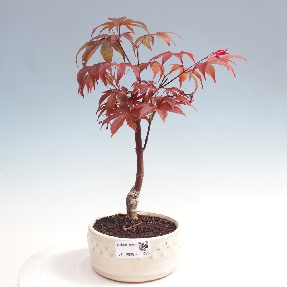 Outdoor bonsai - Acer palm. Atropurpureum-Javor palmate