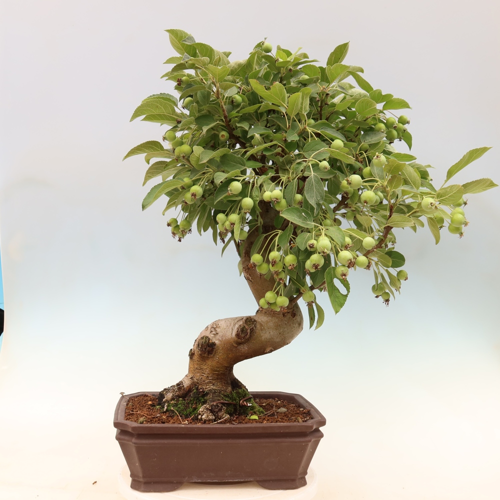 Outdoor bonsai -Malus halliana - Small-fruited apple tree
