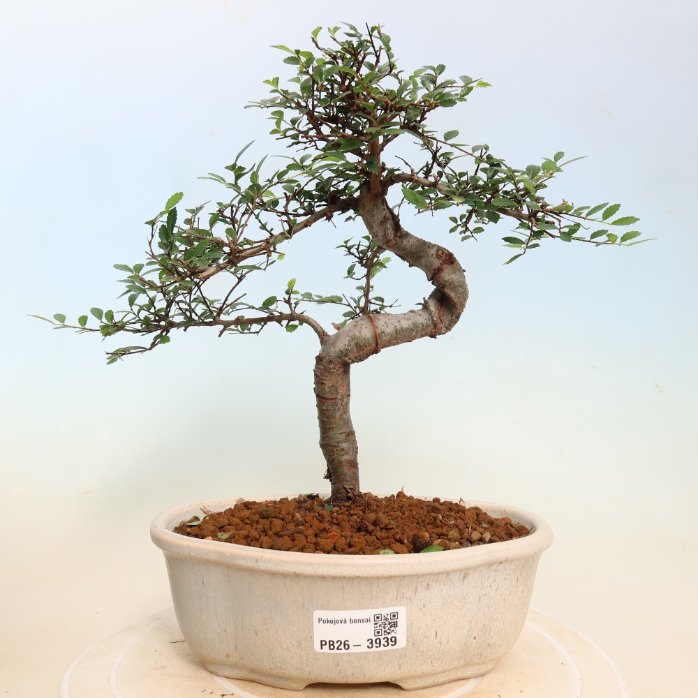 Room bonsai - Ulmus parvifolia - Small-leaved elm