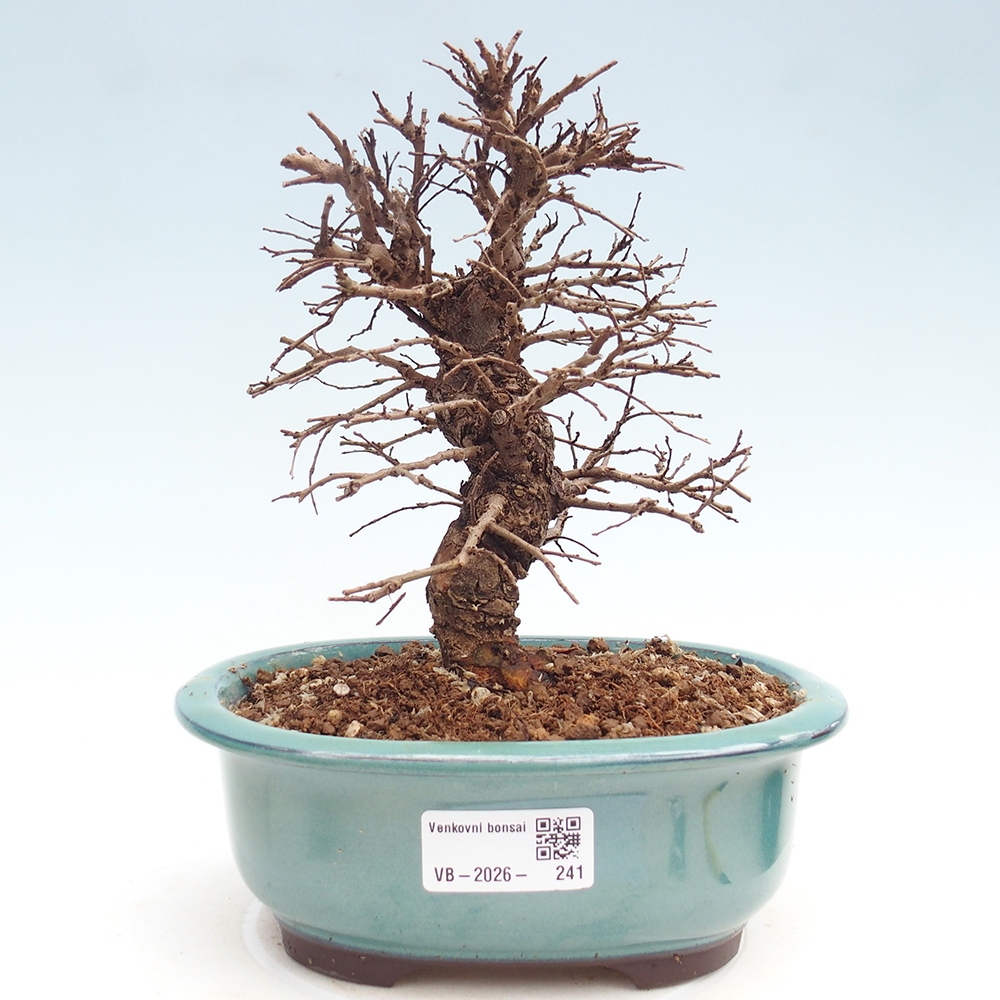 Outdoor bonsai - Zelkova - Zelkova NIRE