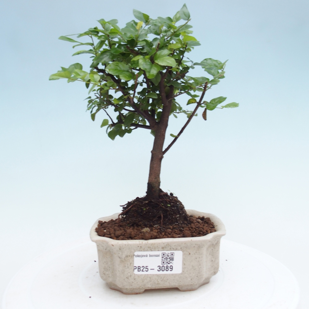 Indoor bonsai - Sagerécie thea - Sagerécie thea