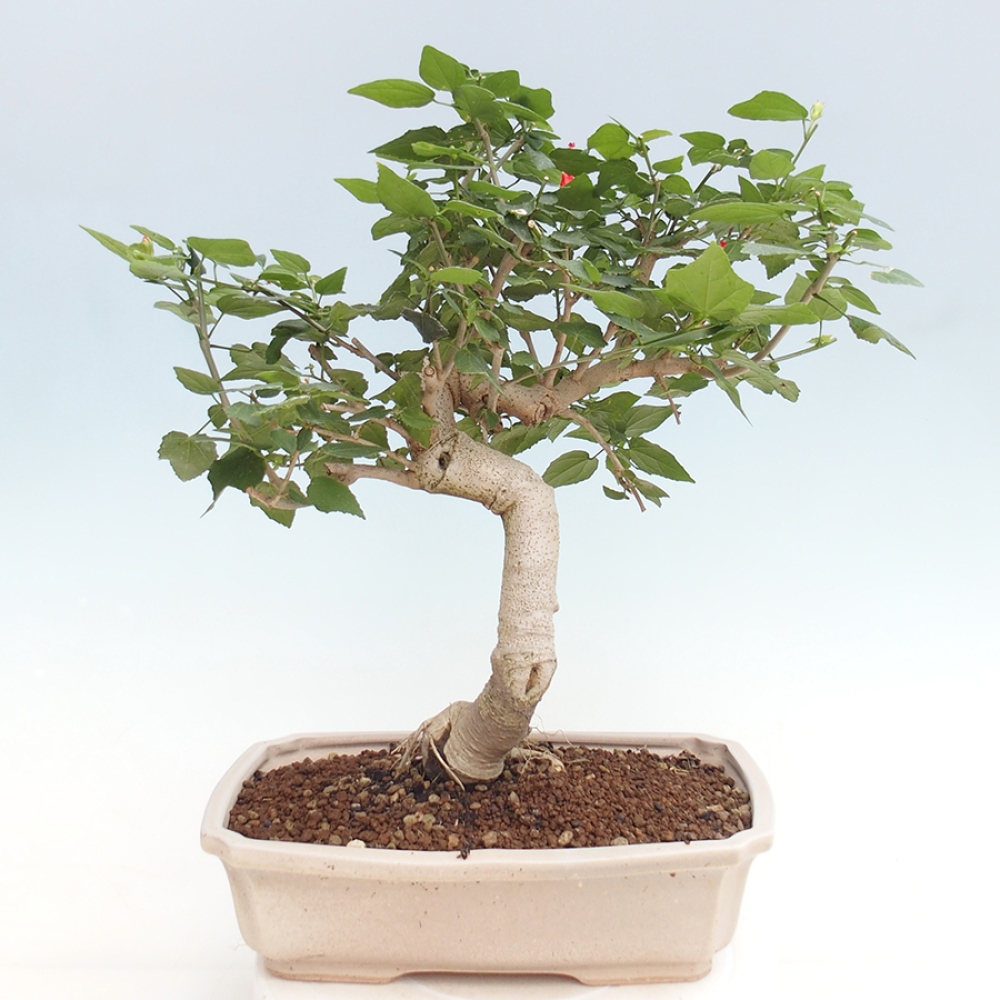 Indoor bonsai - Malvaviscus arboreus - woody hibiscus