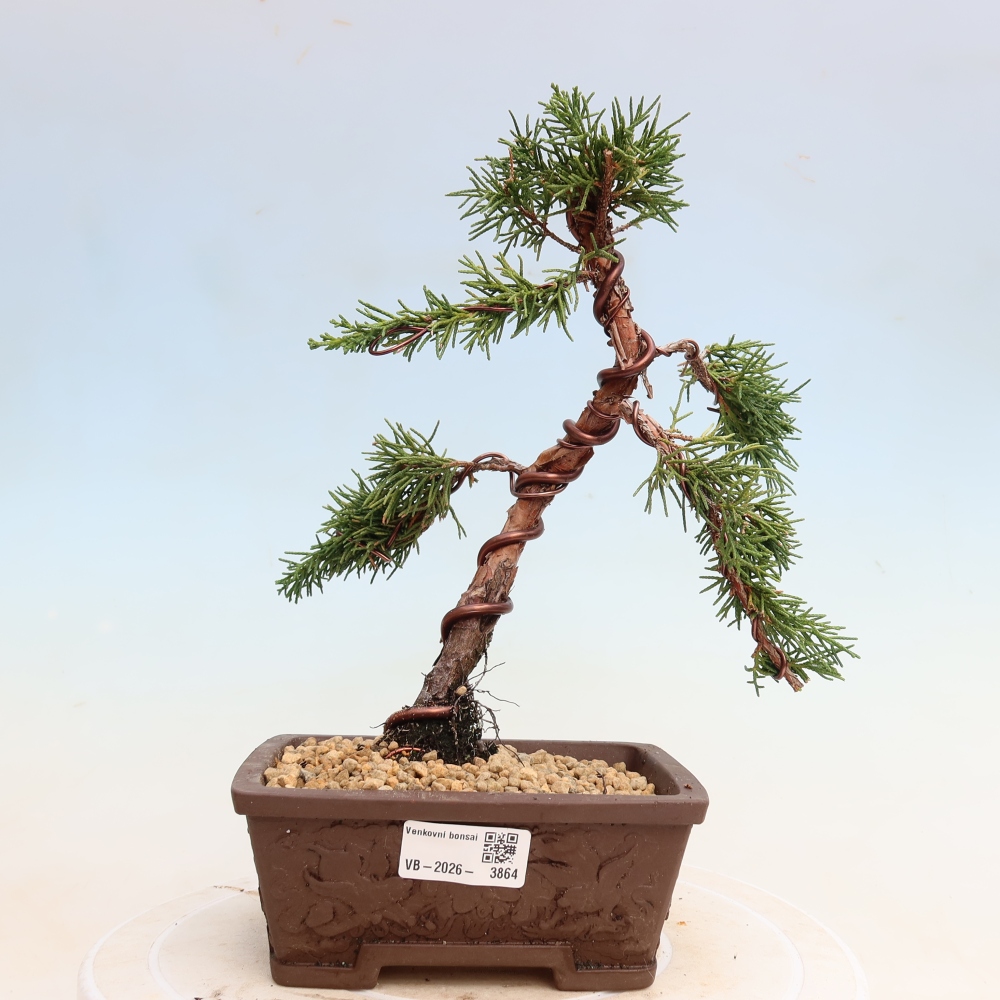 Outdoor bonsai - Juniperus chinensis Kishu