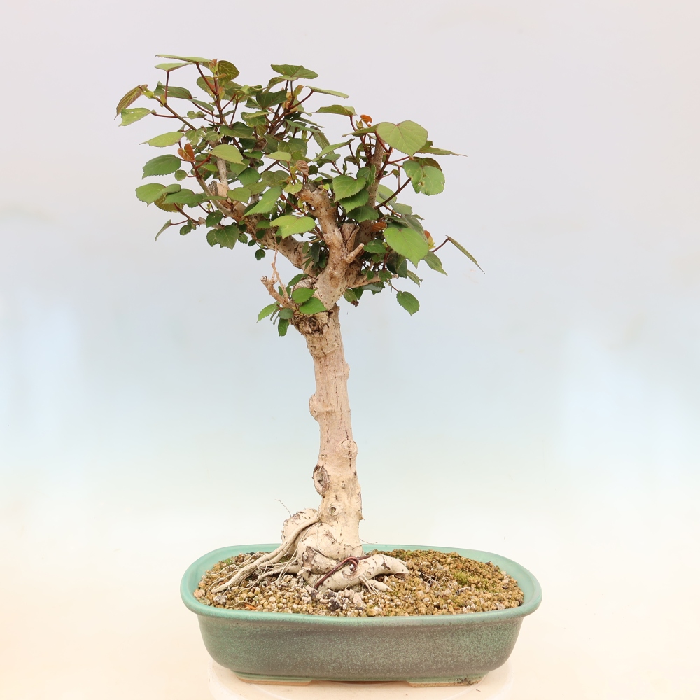 Indoor bonsai - Hibiscus tiliaceus - Sea Hibiscus