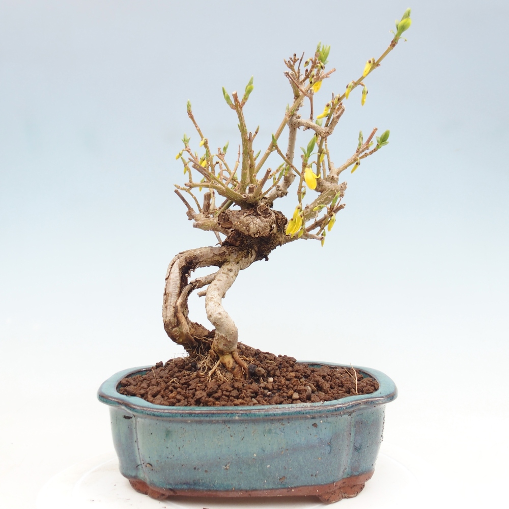 Outdoor bonsai - Zlatice - Forsythia koreana