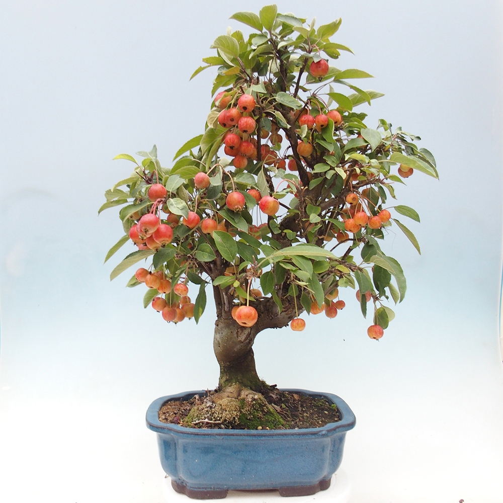 Outdoor bonsai - Malus halliana - Small-fruited apple tree