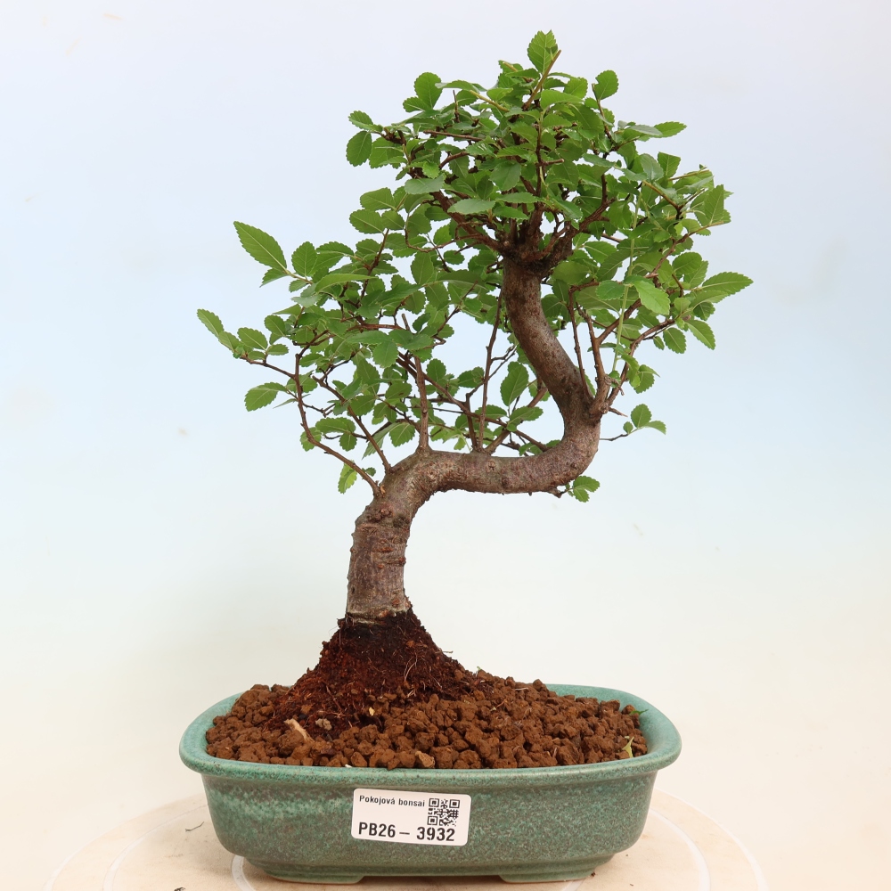 Room bonsai - Ulmus parvifolia - Small-leaved elm