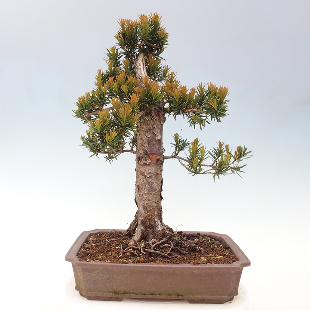 Outdoor bonsai - Taxus cuspidata - Japanese yew