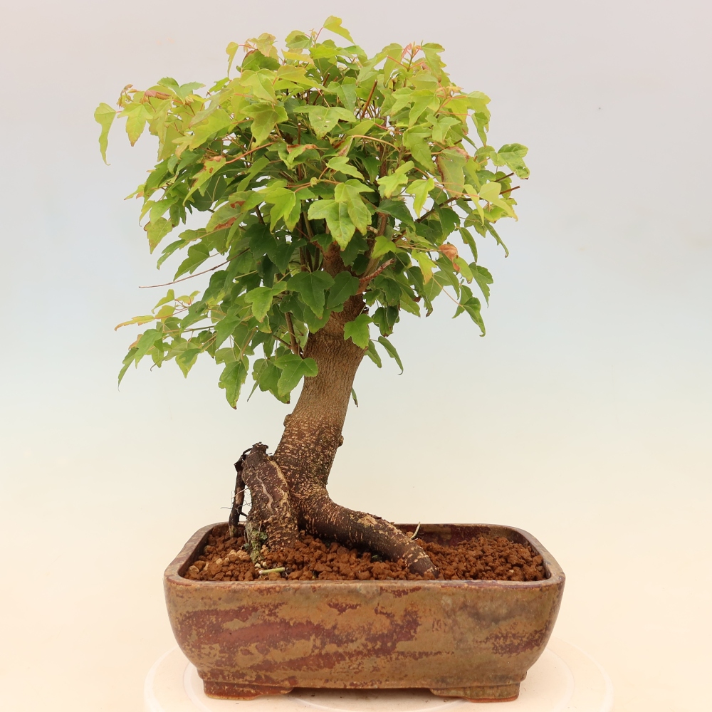 Outdoor bonsai - Maple Burger - Acer Burgerianum