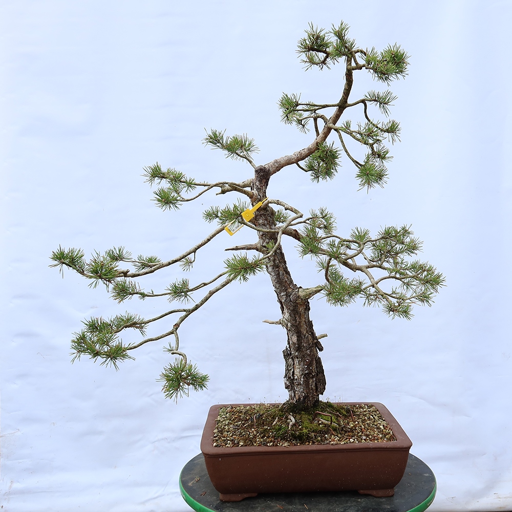 Pinus sylvestris Spain - Scots pine