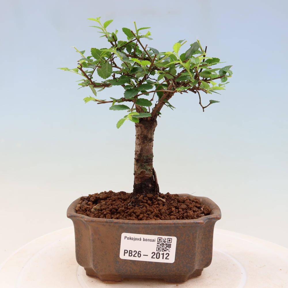 Room bonsai - Ulmus parvifolia - Small-leaved elm