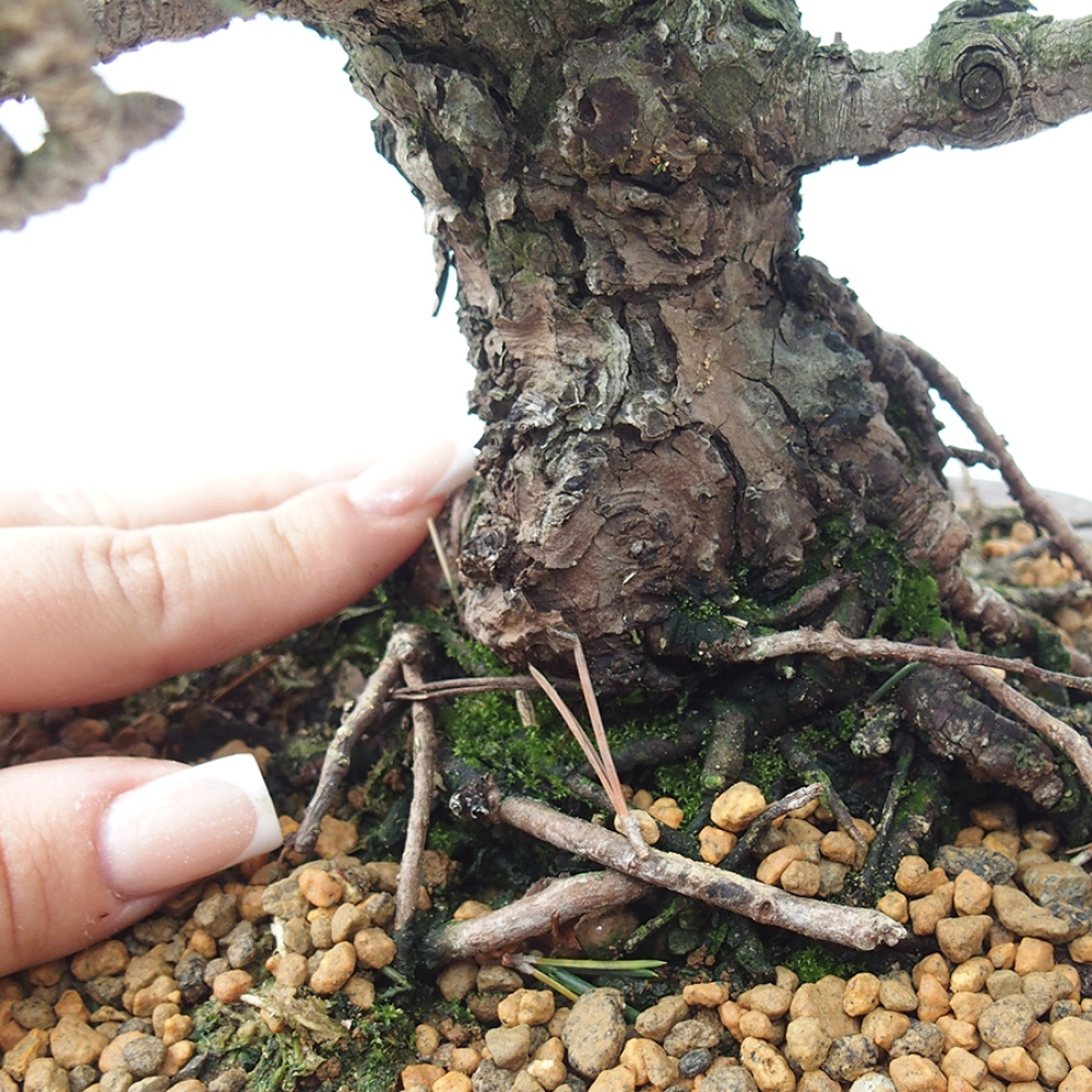 Outdoor bonsai - Pinus thunbergii Kotobuki - Thunberg pine
