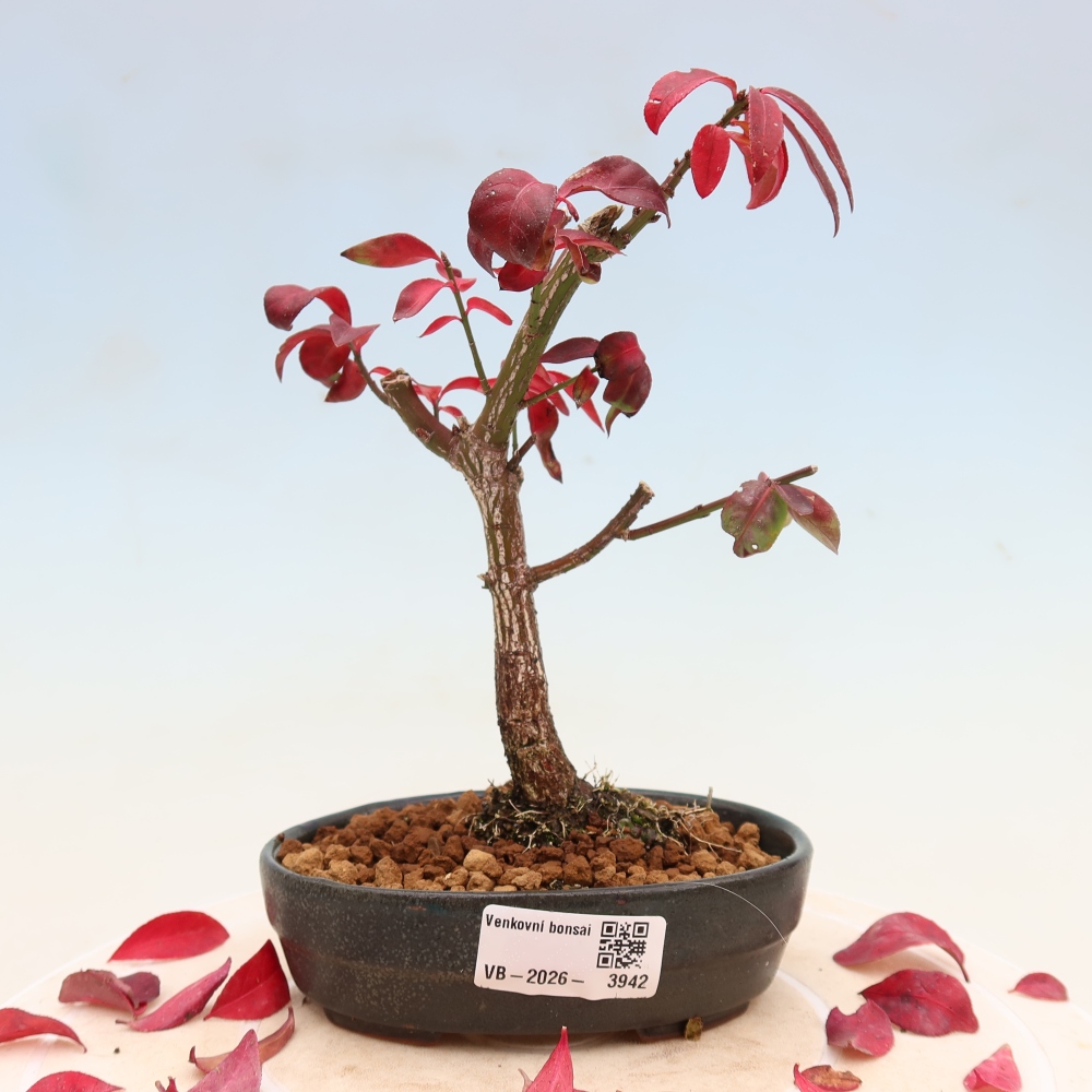 Outdoor bonsai -  Euonymus alatus comactus  - winged spindle tree