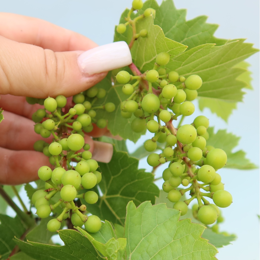 Outdoor Bonsai - Grapevine - Vitis vinifera 