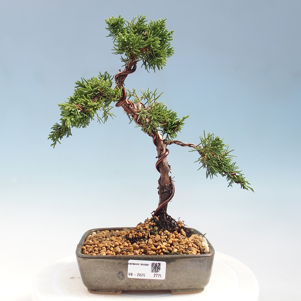 Outdoor bonsai - Juniperus chinensis Kishu - Chinese Juniper