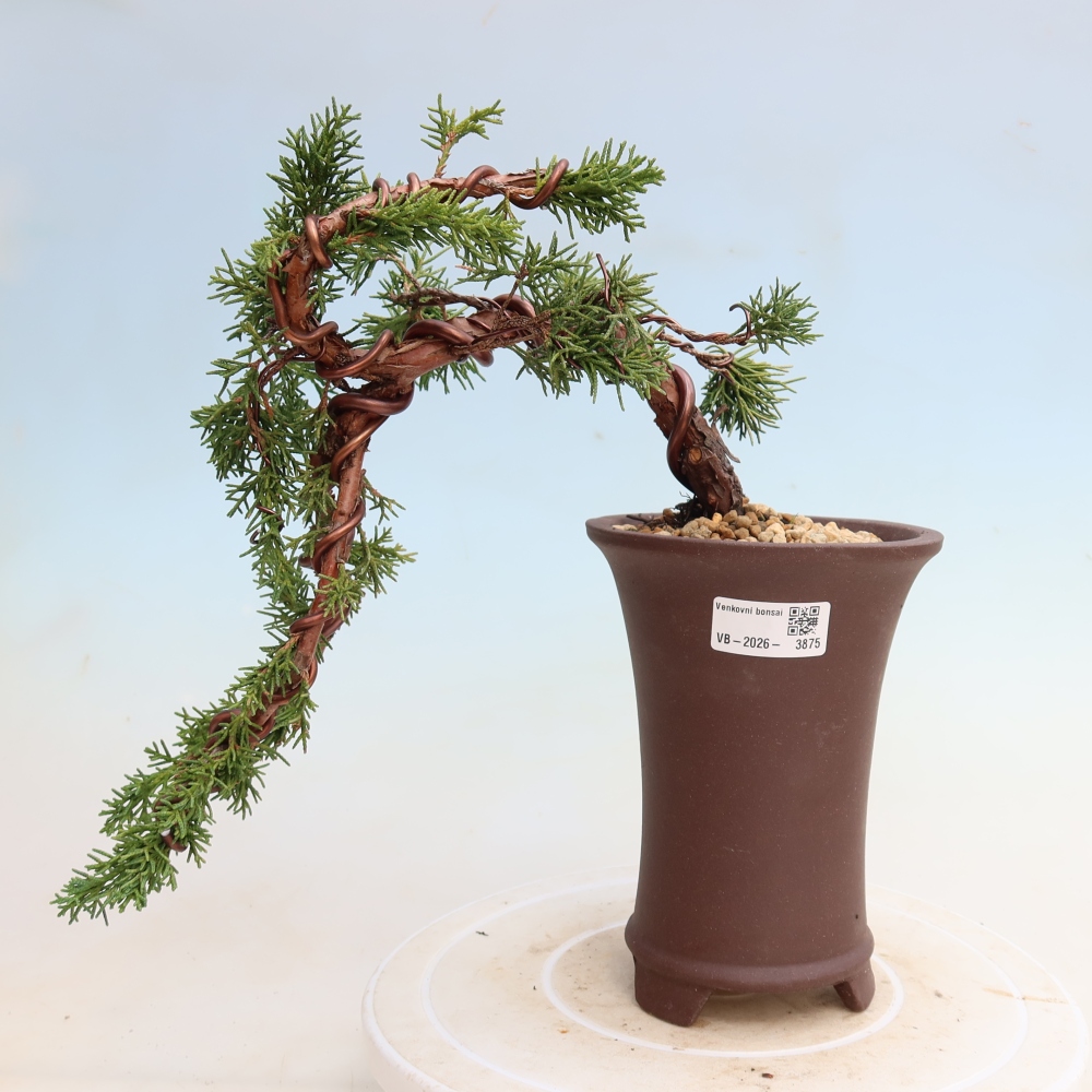 Outdoor bonsai - Juniperus chinensis Kishu