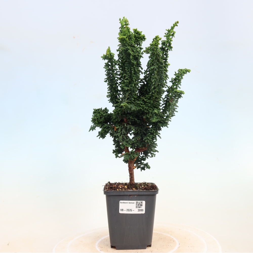 Outdoor bonsai - Cham. obtusa SEKKA HINOKI - Cypress