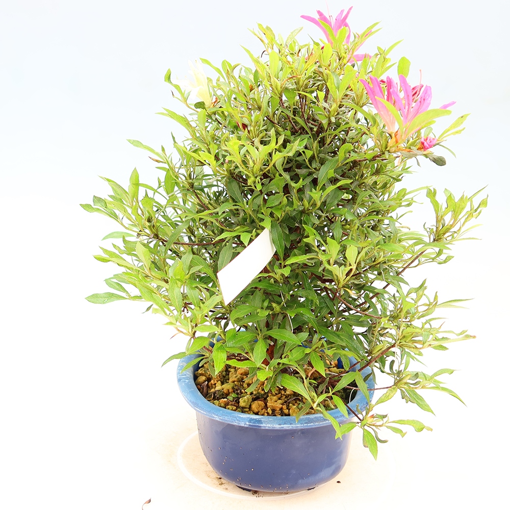 Outdoor bonsai - Japanese Azalea - Azalea Ryusen