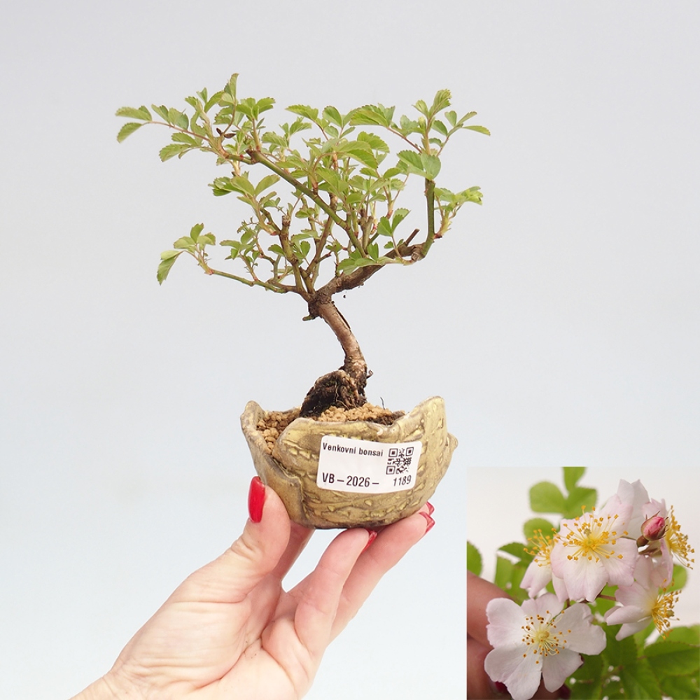 Outdoor bonsai - Rosa sp. - small-flowered rose