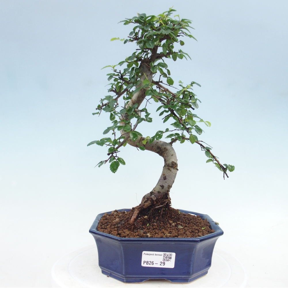 Room bonsai - Ulmus parvifolia - Small-leaved elm