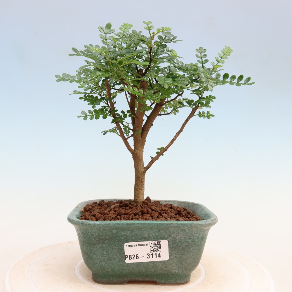 Room bonsai - Zantoxylum piperitum - pepper tree