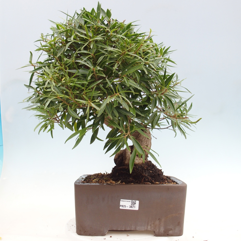 Room bonsai - Ficus nerifolia - small-leaved ficus