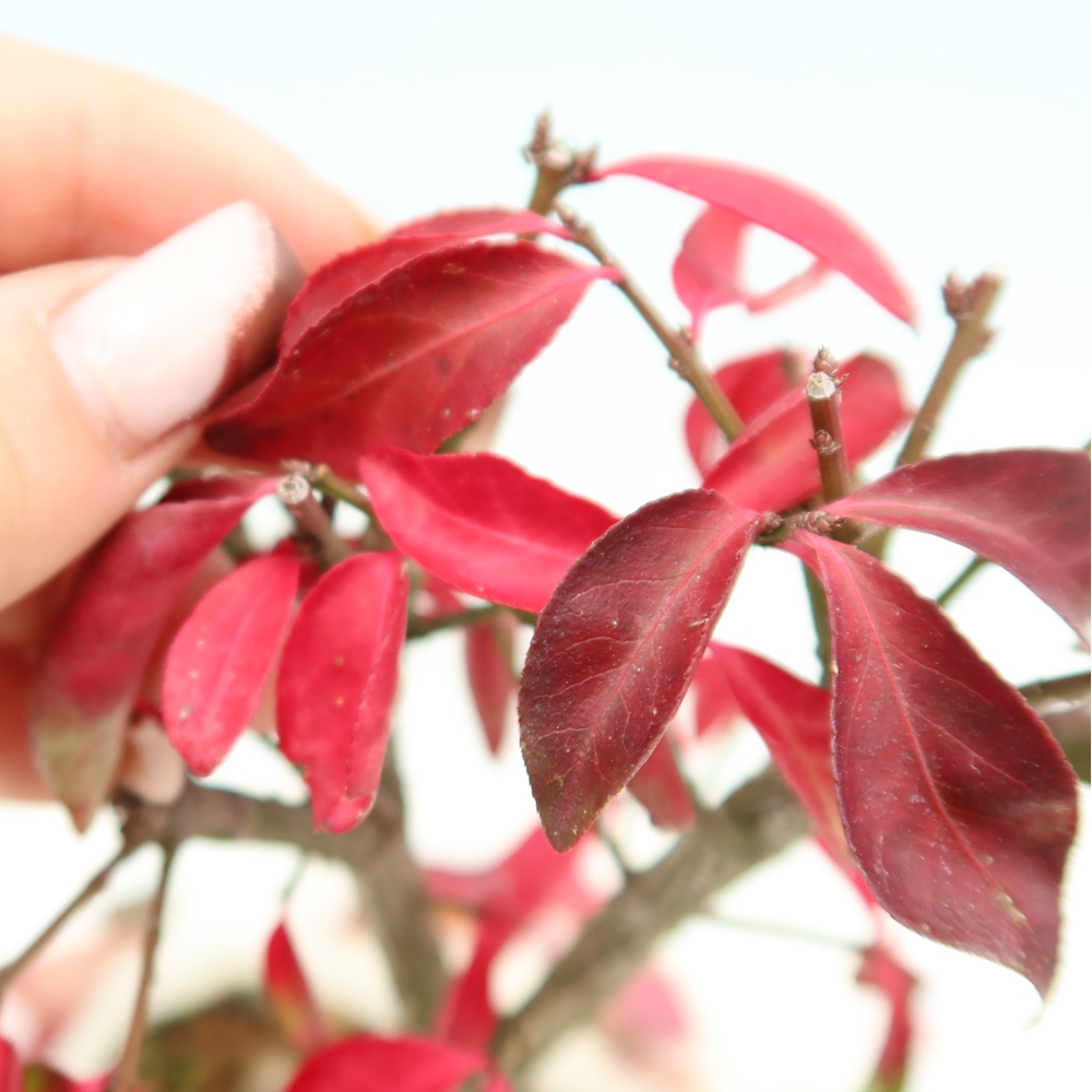 Outdoor Bonsai -  Euonymus alatus comactus  - Winged Spindle Tree