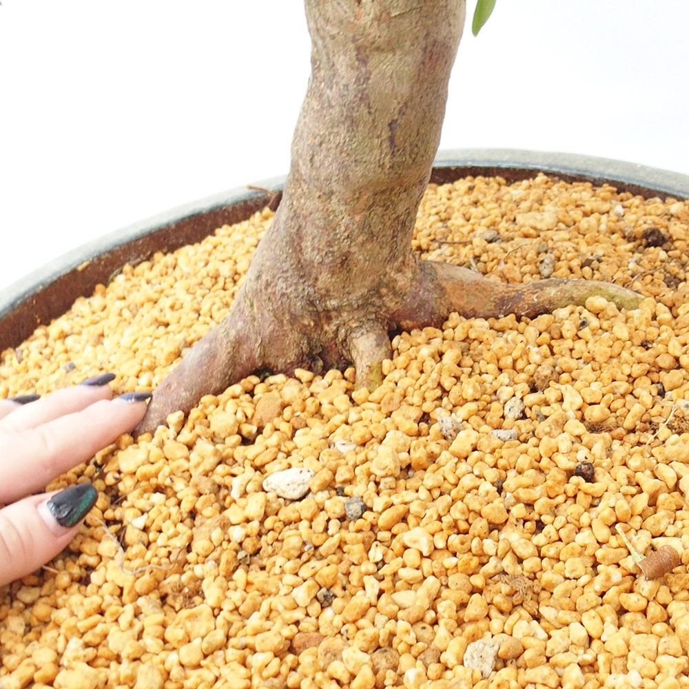 Outdoor bonsai - Japanese Azalea - Azalea Hand