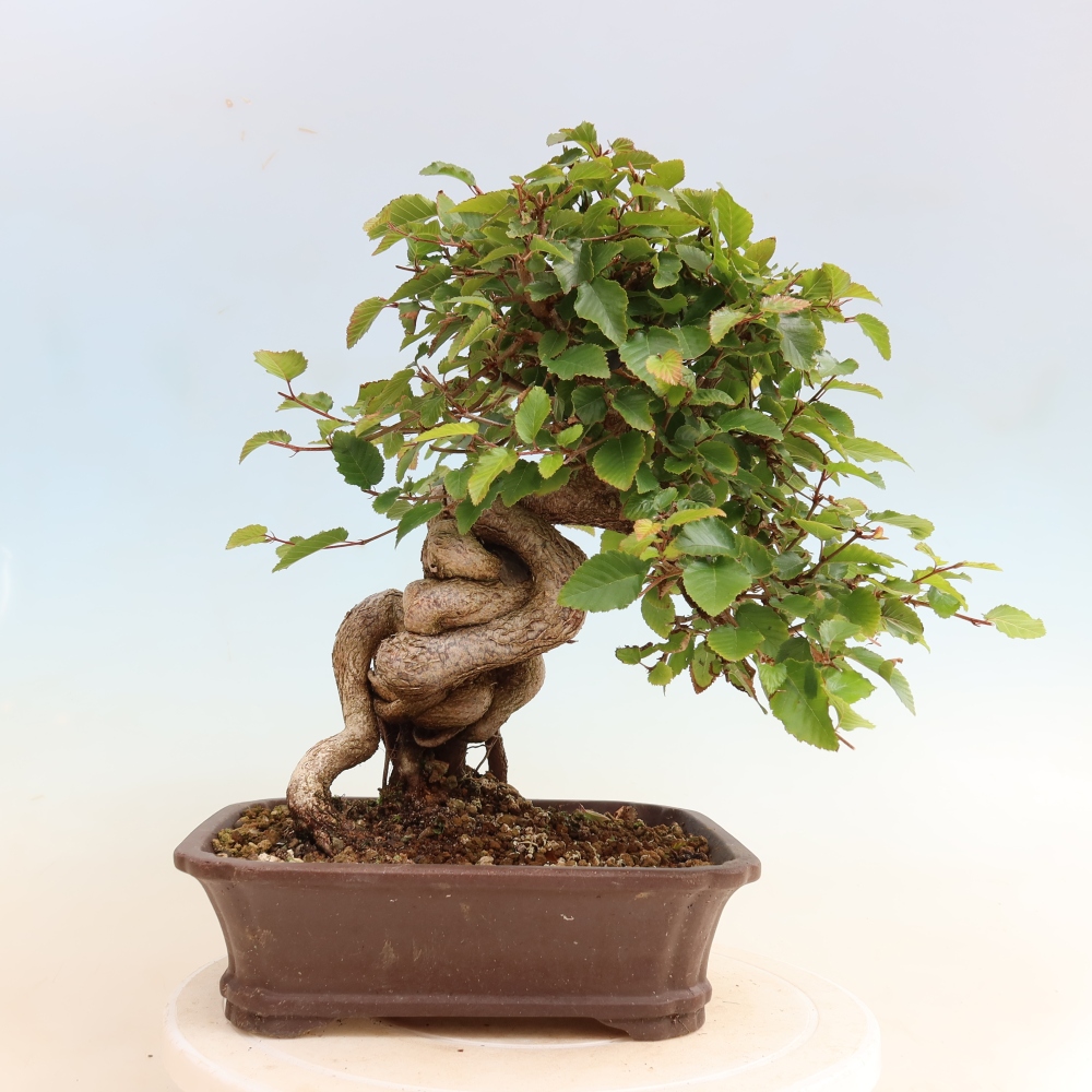 Outdoor bonsai -Carpinus CARPINOIDES - Korean Hornbeam