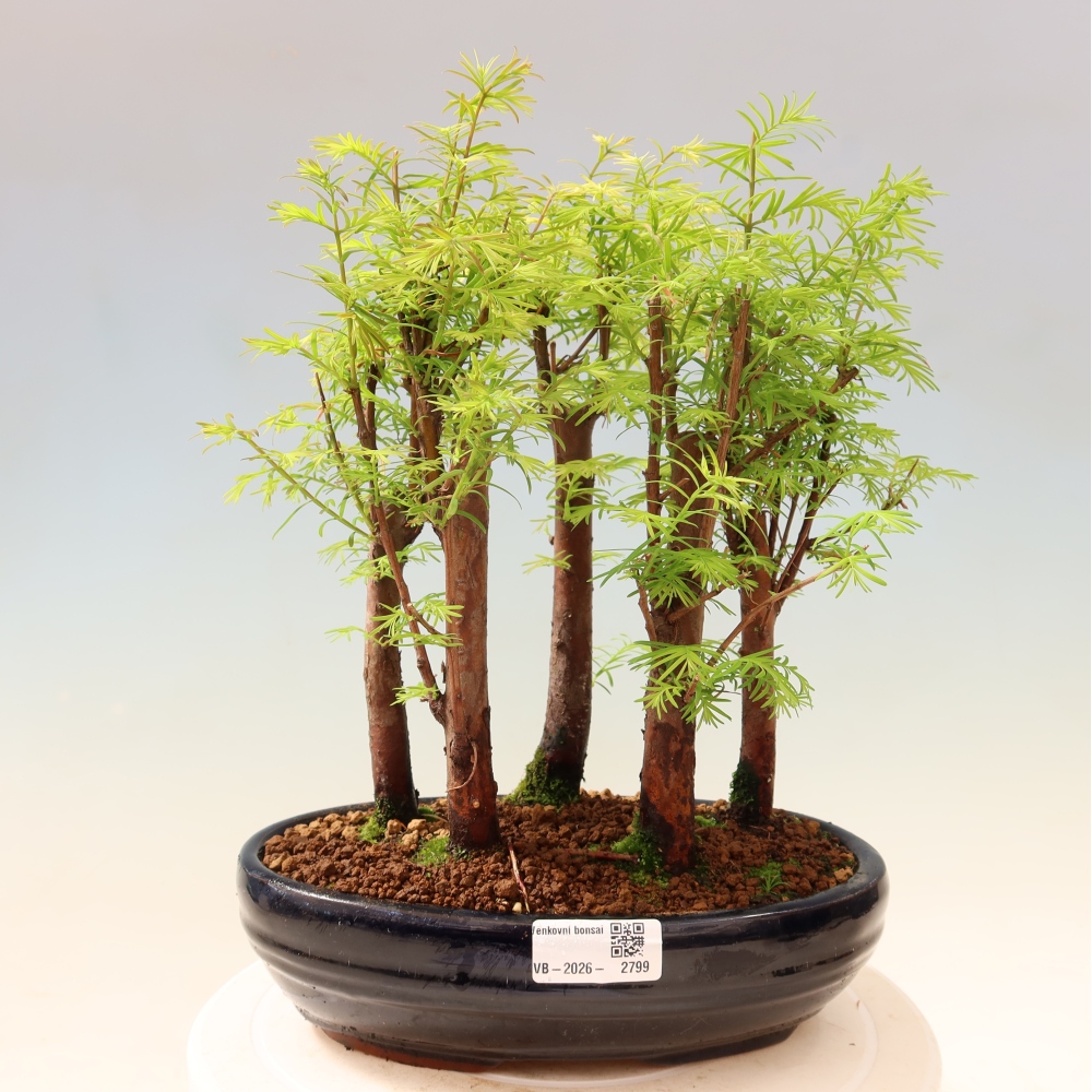 Outdoor Bonsai - Metasequoia glyptostroboides - Chinese Metasequoia - Grove