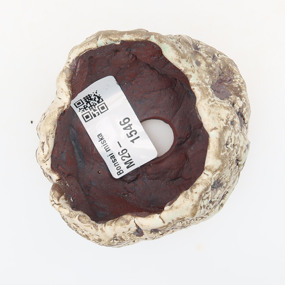 Ceramic Shell, 7 x 6 x 6 cm, brown and white