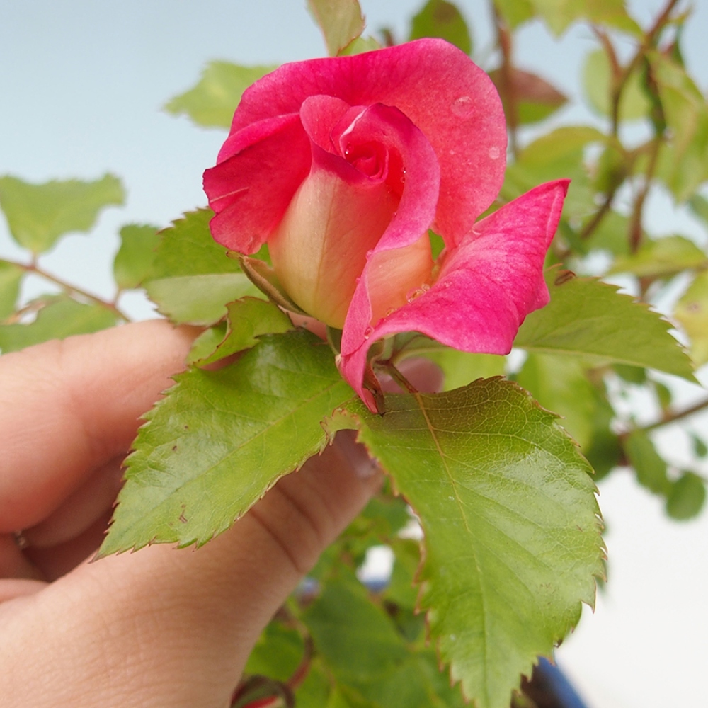 Outdoor bonsai - Rosa Kordes -  rose