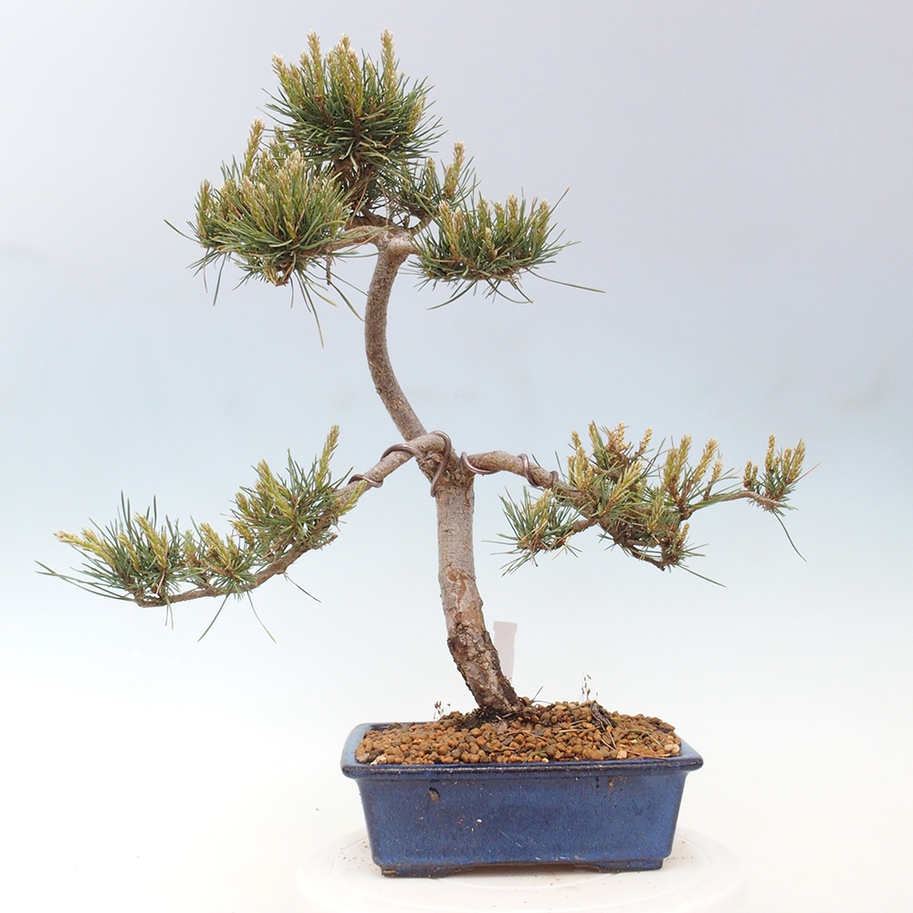 Outdoor bonsai - Pinus Sylvestris - Scots pine