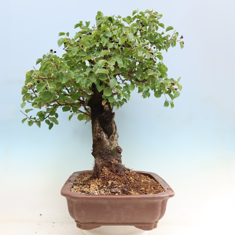 Outdoor Bonsai - Mahaleb Cherry - Prunus mahaleb