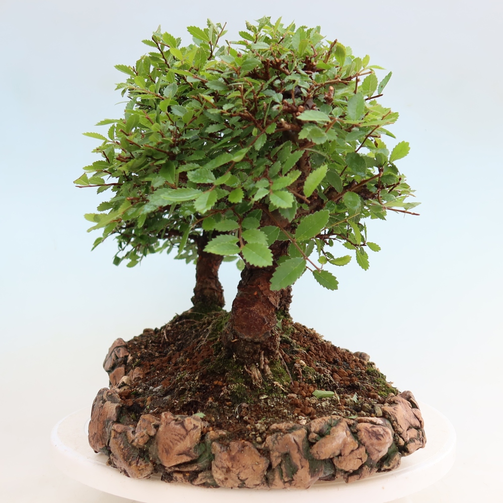 Outdoor Bonsai - Zelkova - Zelkova NIRE - Grove