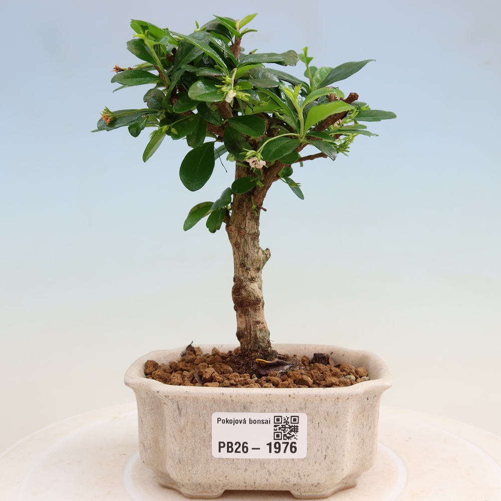 Room bonsai - Carmona macrophylla - Tea fuki