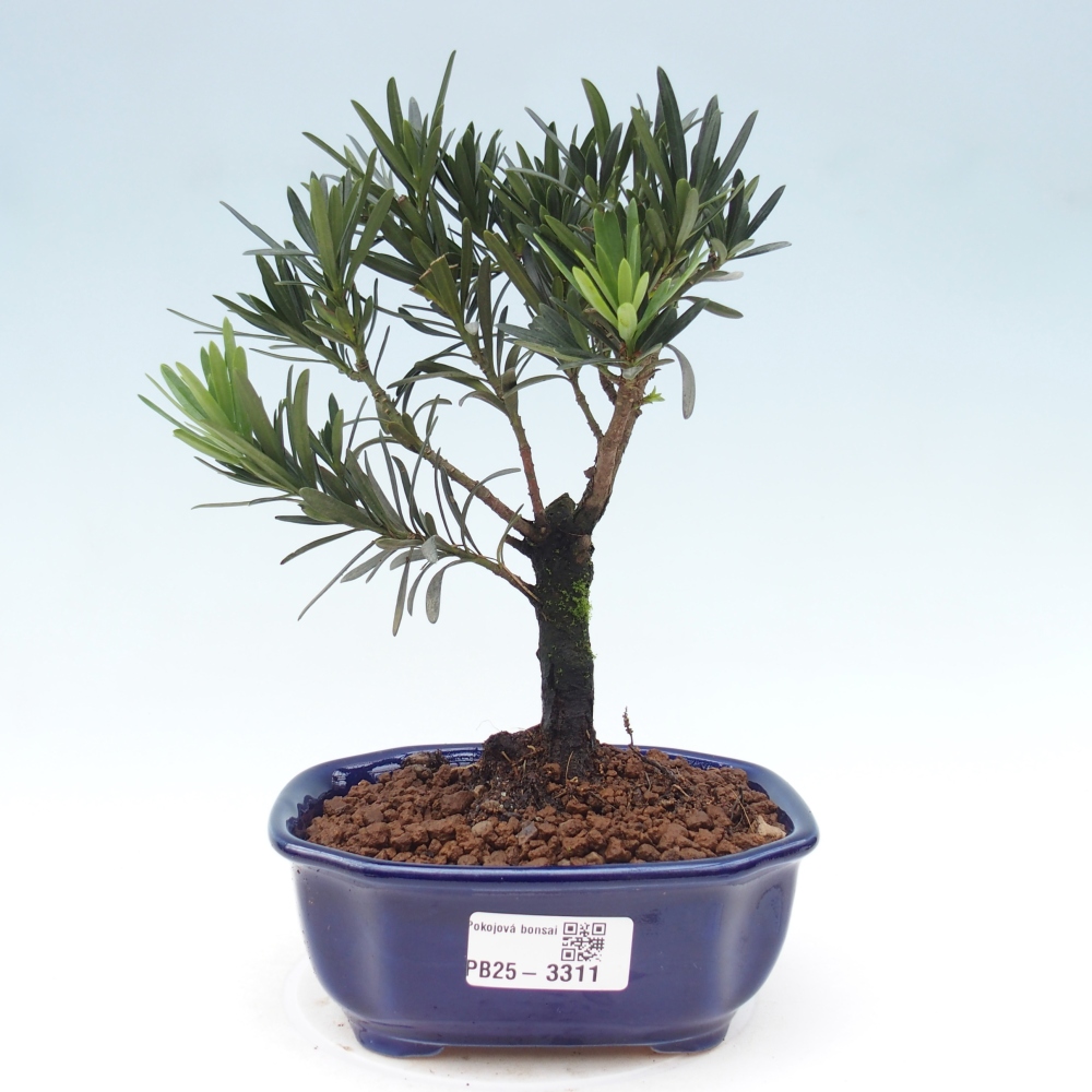 Room bonsai - Podocarpus - Stone Yew