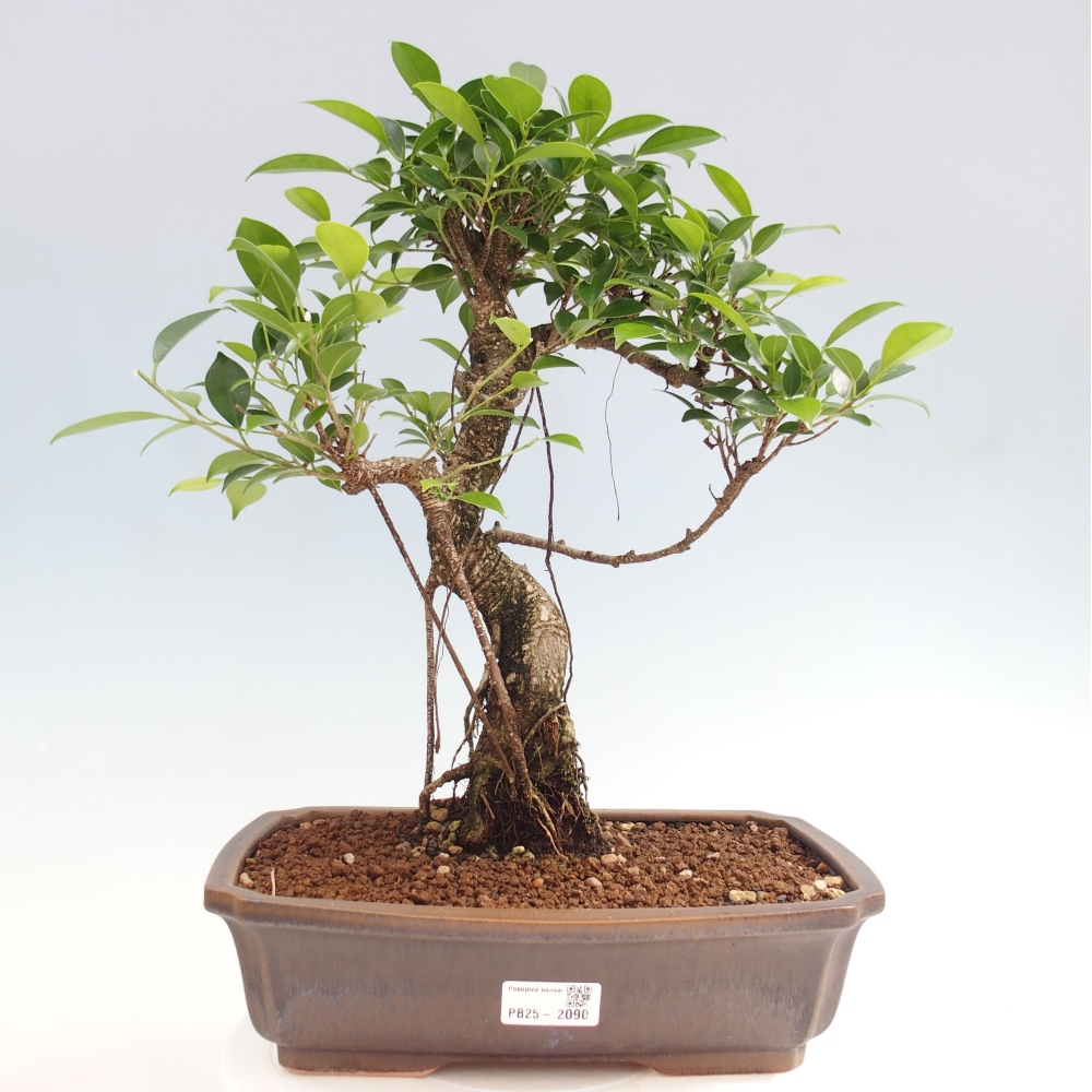 Indoor bonsai - Ficus kimmen - small-leaved ficus